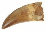Serrated, Carcharodontosaurus Tooth - Beautiful Tooth #191997-1